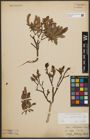 Foto von Salix waldsteiniana Willd.